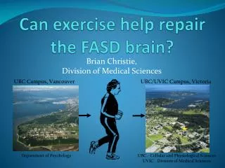 Can exercise help repair the FASD brain?