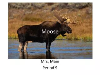 Moose