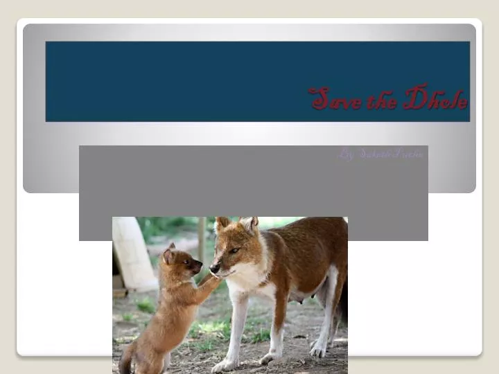 save the dhole