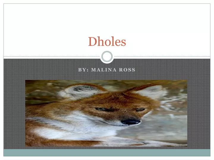 dholes