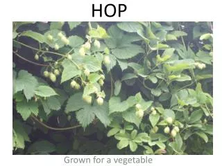 HOP