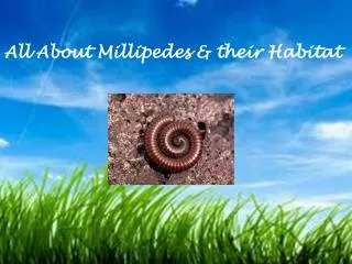 All About Millipedes &amp; their Habitat