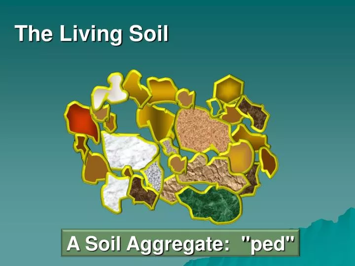 the living soil