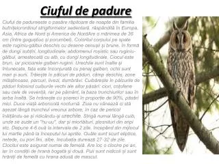 ciuful de padure