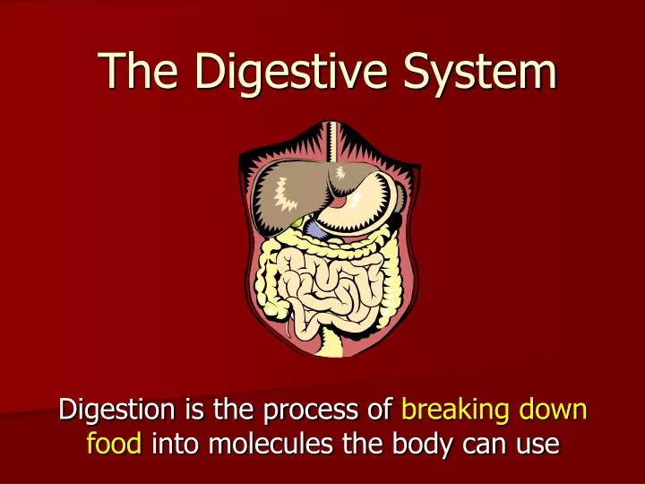 the digestive system