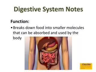 Digestive System Notes Function:
