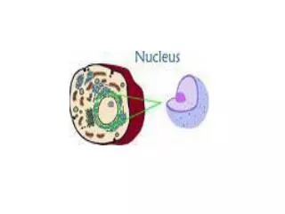 The nucleus contains the cells genetic material, the chromosomes.