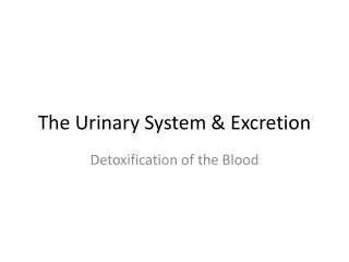 the urinary system excretion