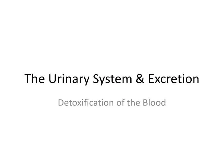 the urinary system excretion