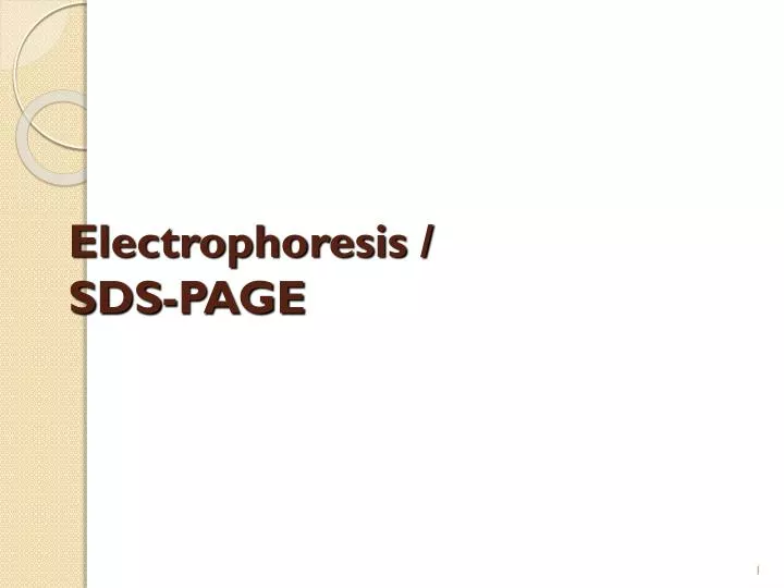electrophoresis sds page