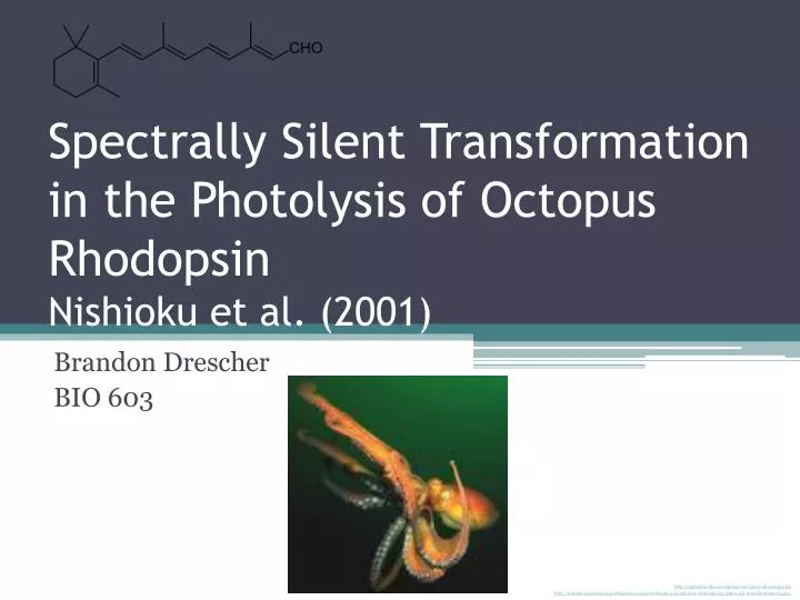spectrally silent transformation in the photolysis of octopus rhodopsin nishioku et al 2001