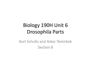 Biology 190H Unit 6 Drosophila Parts