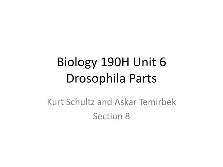 biology 190h unit 6 drosophila parts