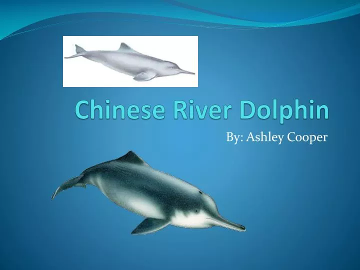 chinese river dolphin