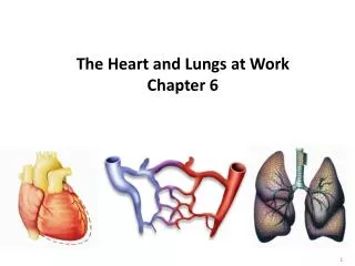 The Heart and Lungs at Work Chapter 6