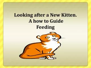 Looking after a New Kitten. A how to Guide Feeding