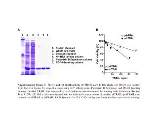 Protein standard Whole cell lysate Cytosolic fraction Ni + -NTA affinity column