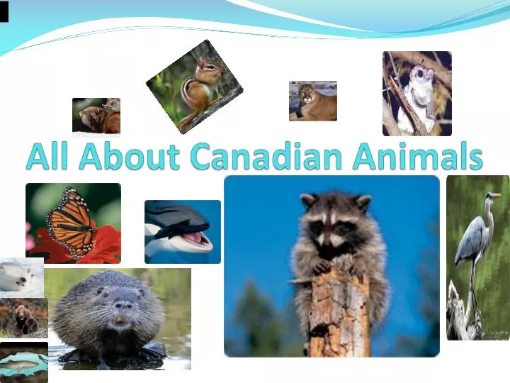 all about canadian animals