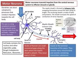 Motor Neurone