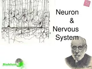 Neuron &amp;	 Nervous System