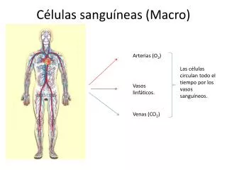c lulas sangu neas macro