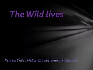 The Wild lives