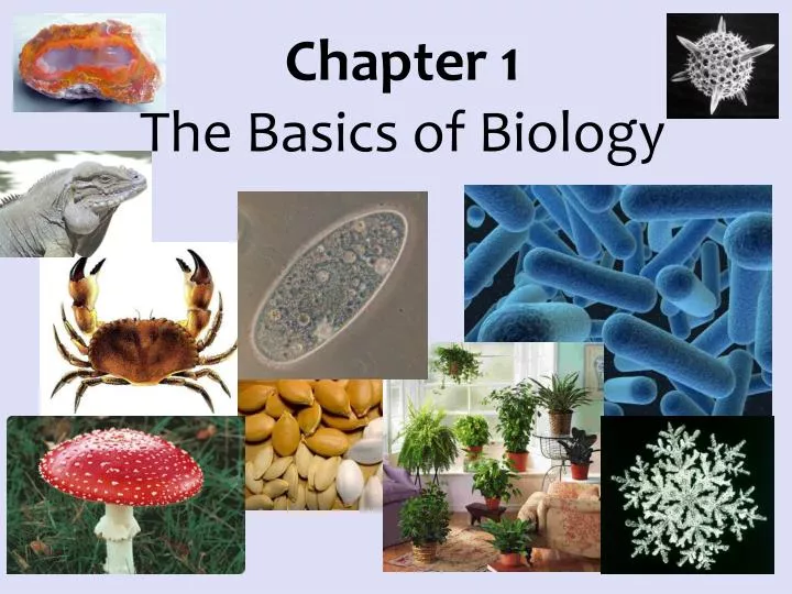 chapter 1 the basics of biology