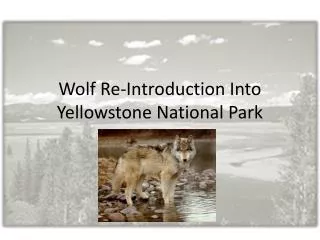 wolf re introduction into yellowstone national park