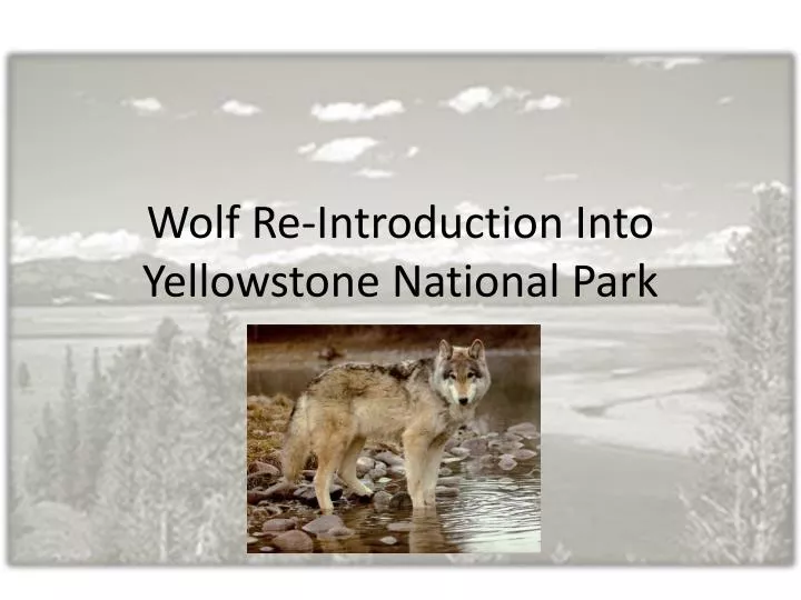 wolf re introduction into yellowstone national park