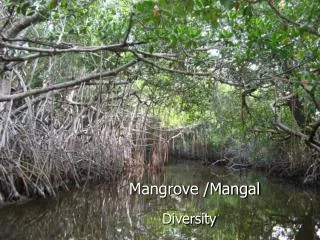 Mangrove /Mangal