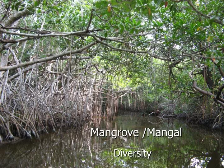 mangrove mangal