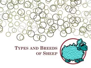 Types and Breeds of Sheep
