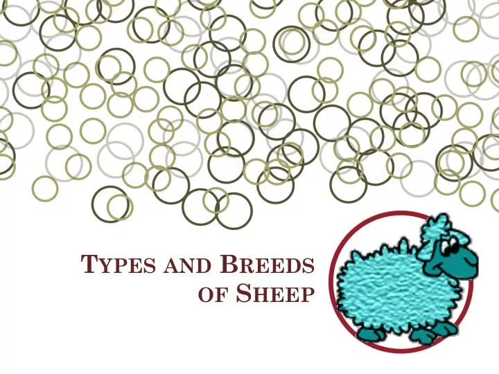 types and breeds of sheep