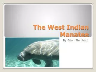 The West Indian Manatee