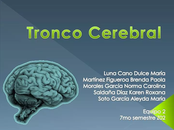 tronco cerebral