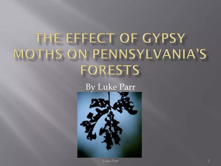 the effect of gypsy moths on pennsylvania s forests