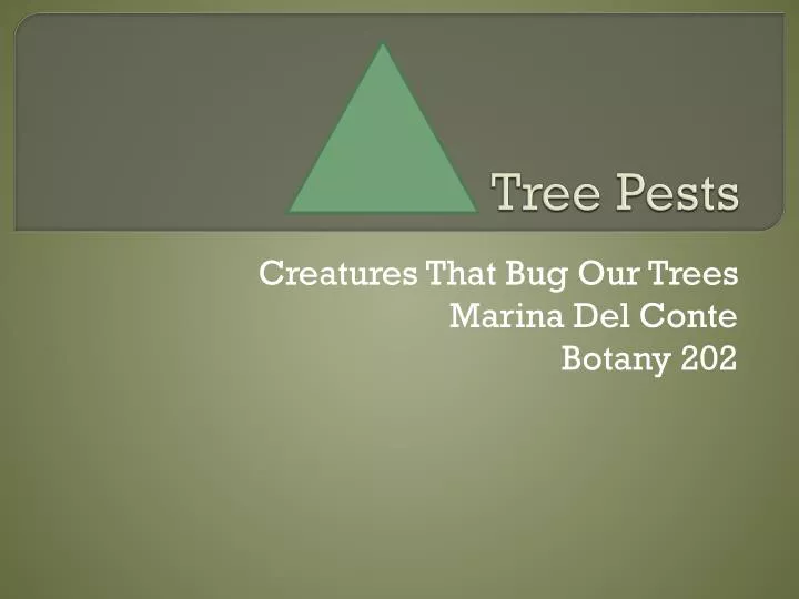 tree pests