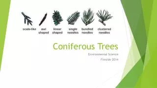 Coniferous Trees