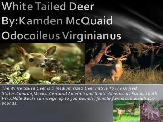 White Tailed Deer By:Kamden McQuaid Odocoileus Virginianus