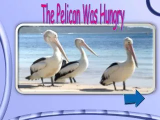 The Pelican Was Hungry