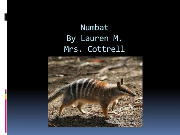 numbat by lauren m mrs cottrell