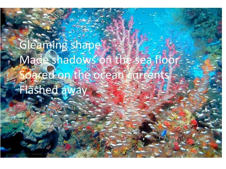 gleaming shape made shadows on the sea floor soared on the ocean currents flashed away
