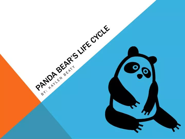 panda bear s life cycle