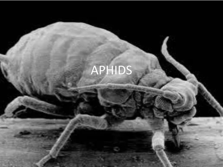 aphids