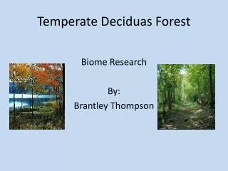 Temperate Deciduas Forest