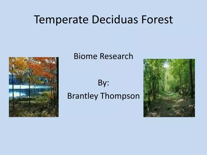 temperate deciduas forest