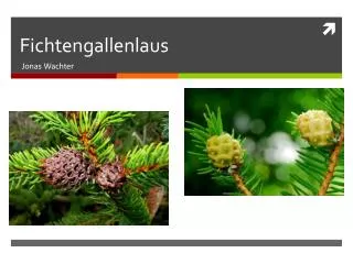 fichtengallenlaus