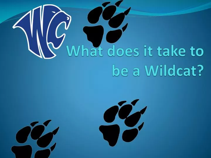 what does it take to be a wildcat