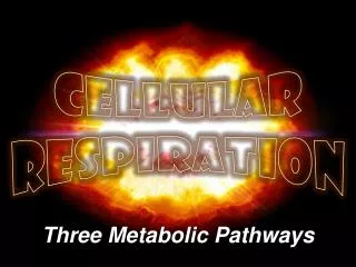 Three Metabolic Pathways