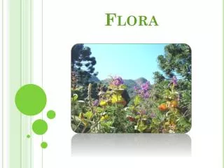 flora